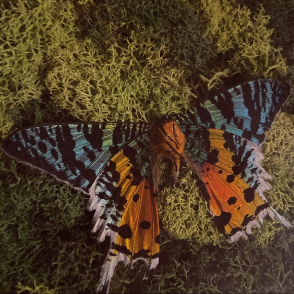 MADAGASCAR SUNSET MOTH SHADOW BOX ENTOMOLOGY
